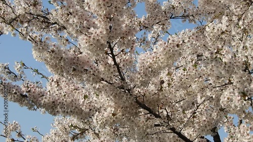 【4K】水面の光に煌めく桜：弘前公園の満開のソメイヨシノ。青森の幻想的な春の風景素材[4K] Glowing Cherry Blossoms at Hirosaki Park: Sakura Reflecting Water Light, Stunning Spring Scenery 撮影日：20260419-7
