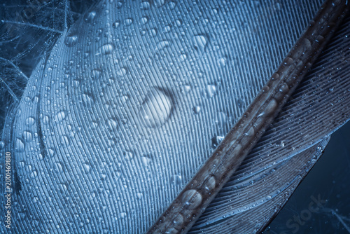 Close-up of dew drops on a blue feather.
