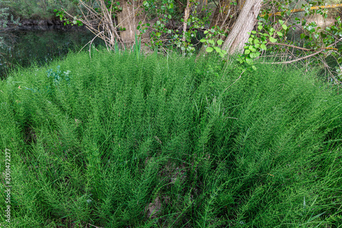 Equisetum palustre. Marsh horsetail plants near water.
