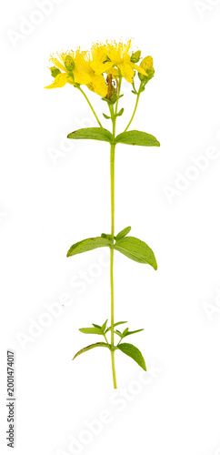 Saint Peter's or saint john's wort (Hypericum tetrapterum) isolated on white background