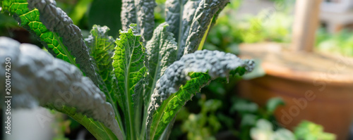 Dinosaur kale (Lacinato kale) in the vegetable garden.cover page