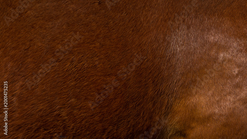 Quadro su tela Detailed texture of shiny brown animal fur with golden highlights