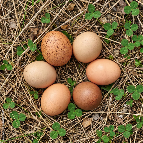 Brown eggs are nestled among dry grass and green leaves on ground