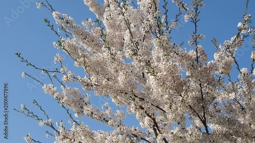【4K】水面の光に煌めく桜：弘前公園の満開のソメイヨシノ。青森の幻想的な春の風景素材[4K] Glowing Cherry Blossoms at Hirosaki Park: Sakura Reflecting Water Light, Stunning Spring Scenery 撮影日：20260419-8
