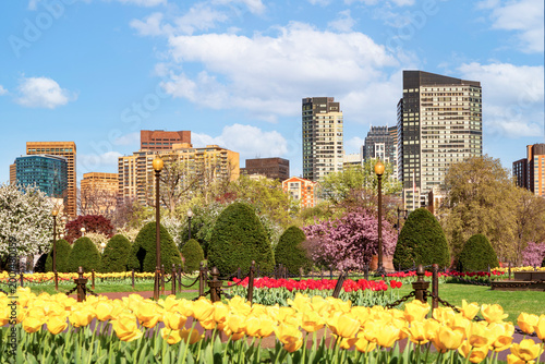 A vibrant bed of yellow tulips blooms in the foreground of the Boston Public Garden, offering a colorful contrast to the lush spring foliage and the towering skyscrapers of the city skyline beyond.