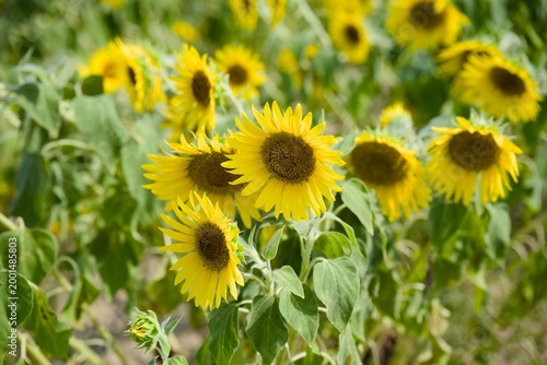 小野市のひまわり畑