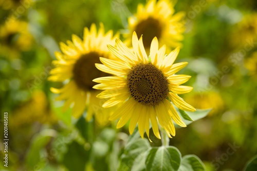 小野市のひまわり畑