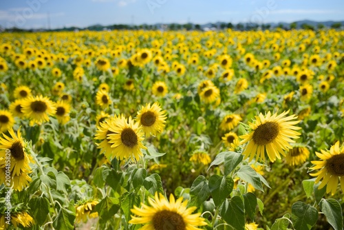 小野市のひまわり畑