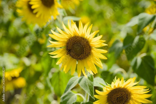 小野市のひまわり畑
