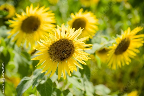 小野市のひまわり畑