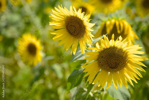 小野市のひまわり畑