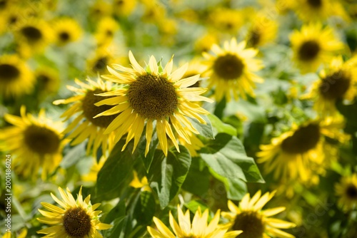 小野市のひまわり畑