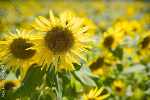 小野市のひまわり畑