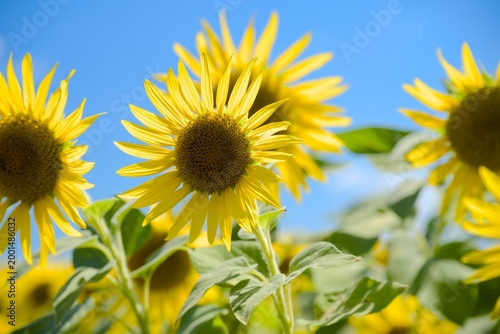 小野市のひまわり畑