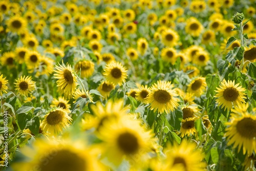 小野市のひまわり畑