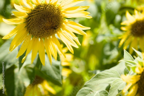 小野市のひまわり畑