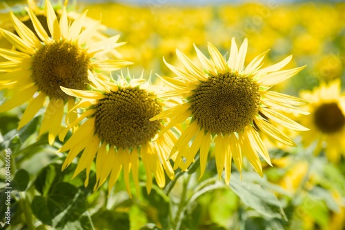 小野市のひまわり畑