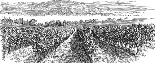 vintage vineyard landscape with rows of grapevines under textured sky, rural agricultural scene