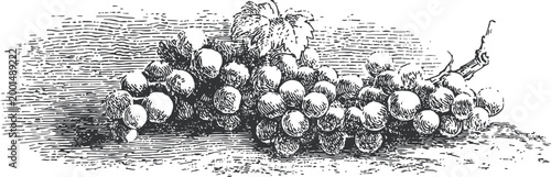 Vintage engraving of grape cluster with leaves on a vine branch, detailed line art illustration