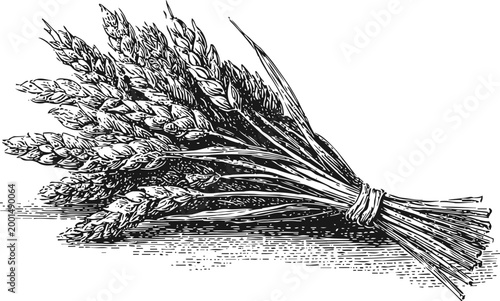 Bundle of wheat stalks tied with string vintage black and white illustration of cereal grain sheaf