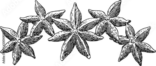 Star anise spice detailed hand drawn illustration of star shaped seed pods