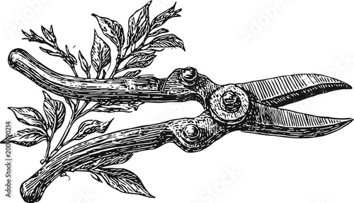 Vintage garden pruning shears with leaves hand drawn illustration, vintage gardening tool engraving