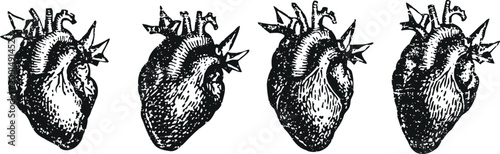 vintage illustration of human anatomical hearts in black and white, medicine and biology concept