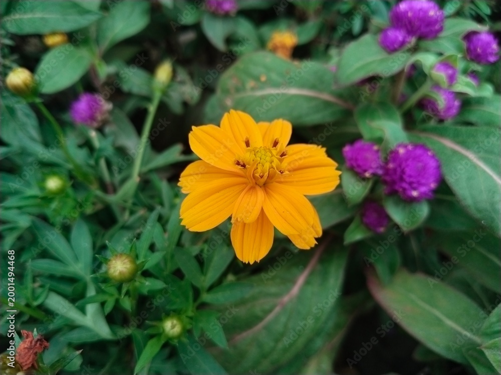 Fototapeta premium yellow flower, sunflower, Yellow flowers are bright and cheerful