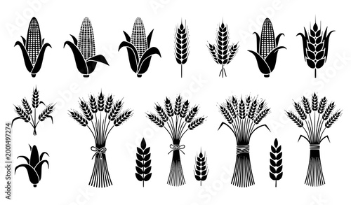 Wheat and Corn Agriculture Icon Set with Grain Ears Harvest Bundles Cereal Plants and Farming Symbols for Organic Food and Rural Design Projects