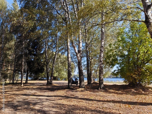 summer landscape by the river