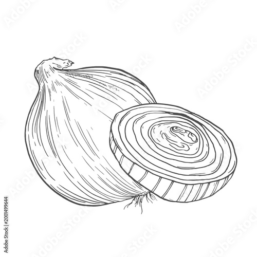Onion vegetable, whole, half sliced and slices isolated on white. Hand drawn vector sketch illustration in vintage charcoal ink.