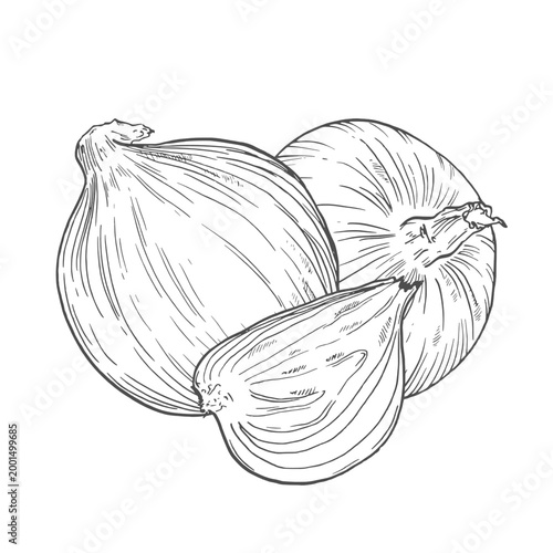 Onion vegetable, whole, half sliced and slices isolated on white. Hand drawn vector sketch illustration in vintage charcoal ink.