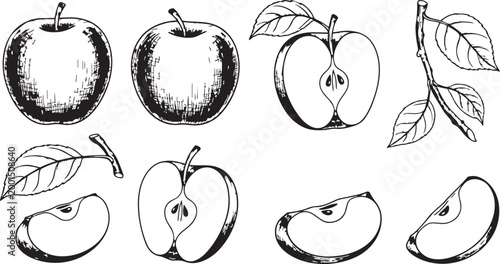Apple engraving vector set vintage hand drawn fruit illustration black and white isolated