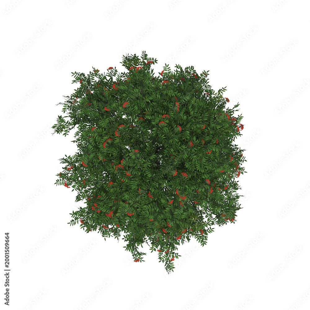 Naklejka premium tree top view, isolate on a transparent background, 3d illustration 