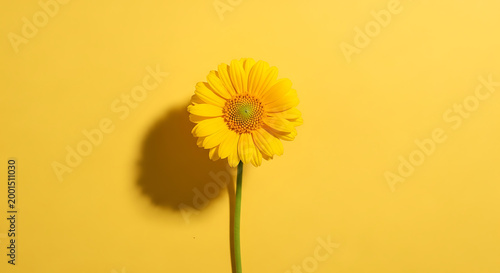 A vibrant yellow flower stands tall against a bright yellow background, casting a soft shadow