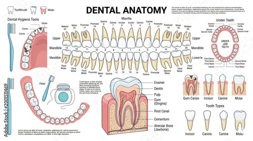 A comprehensive educational poster titled "Dental Anatomy" that covers multiple aspects of oral health. It displays the full human dentition for both the maxilla and mandible, types of teeth (incisors