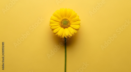Bright yellow flower standing tall against a vibrant yellow background, symbolizing joy and positivity