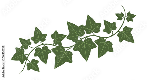 Green Ivy Vine Branch with Hand Drawn Vector Leaves Illustration Isolated on White Background