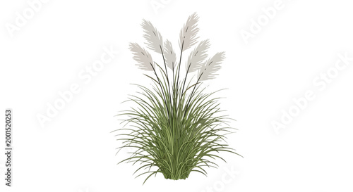 Pampas Grass Vector Illustration Isolated on White Background, Fluffy White Plumes with Green Leaves Ornamental Plant
