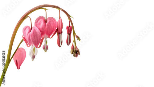 Foto Pink flowers bleeding heart grow from a single stem in spring isolated on transp