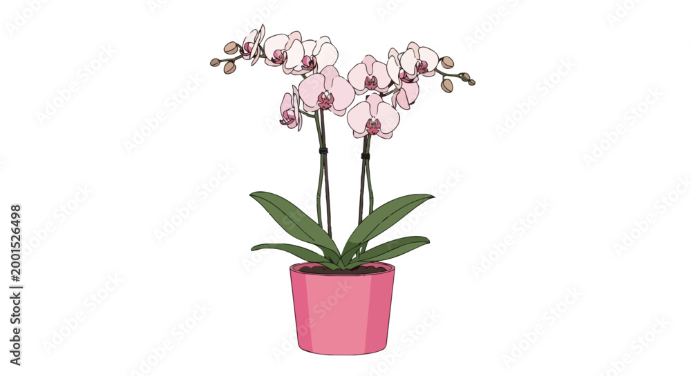 Obraz premium Elegant Pink Phalaenopsis Orchid Plant in a Pink Pot Vector Illustration, Blooming Indoor Houseplant Floral Design Isolated on White Background