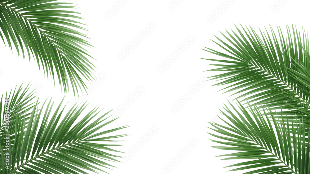 Fototapeta premium realistic palm leaf cluster with smooth shadows, PNG transparent background, eco tropical design copy.png