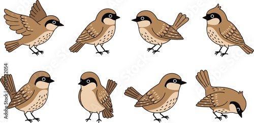 Sparrow bird poses collection with different positions flying standing and feeding cartoon vector illustration set isolated on white background