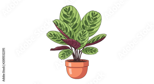 Vector Illustration of a Calathea Peacock Plant in a Terracotta Pot, Tropical Indoor Prayer Plant Houseplant Isolated on White Background