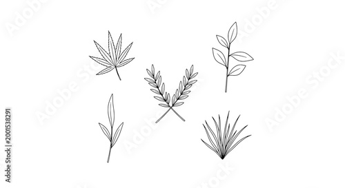 Branches hand drawn set with delicate line art and natural details featuring plants, leaves, sketch with botanical and nature elements for drawing,