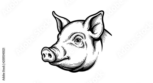 Detailed pencil drawing of a pig's head in black and white
