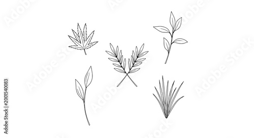Leaves hand drawn set with various shapes and sizes featuring sketch, nature, plant with botanical and illustration elements for drawing, line art