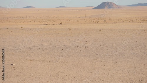 Flock of Namaqua Sandgrouse fly and land in sandy Namib Desert landscape