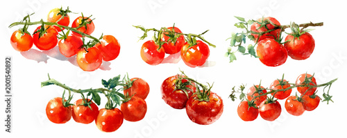 Cherry tomatoes illustration painted with watercolor displaying fresh red ripe vegetables on clusters and vine branches, offering natural healthy ingredients for cooking food