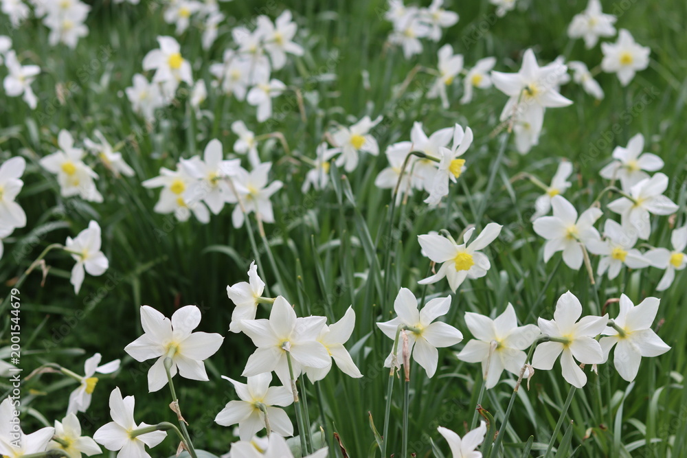 Fototapeta premium Daffodils in a garden in spring